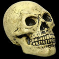 Life Sized Foam Human Skull Halloween Party Decoration Prop