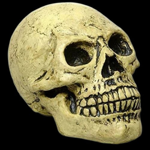 Life Sized Foam Human Skull Halloween Party Decoration Prop